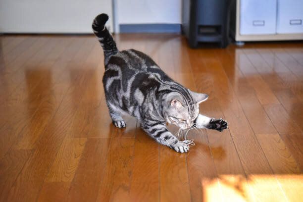 ワイヤーで遊ぶ猫