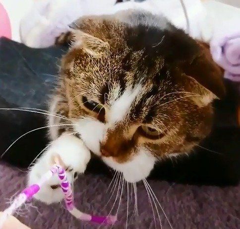ひもにじゃれついて遊ぶ猫