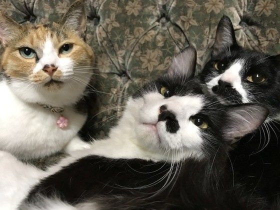 見つめる猫