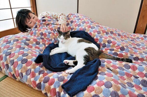 布団の上でくつろぐ猫