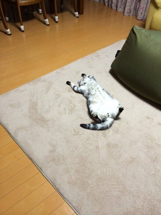 へそ天する猫
