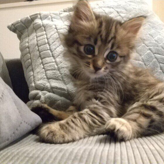 キジトラのぽぽちゃん