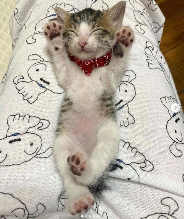 ヘソ天するおとーふちゃん