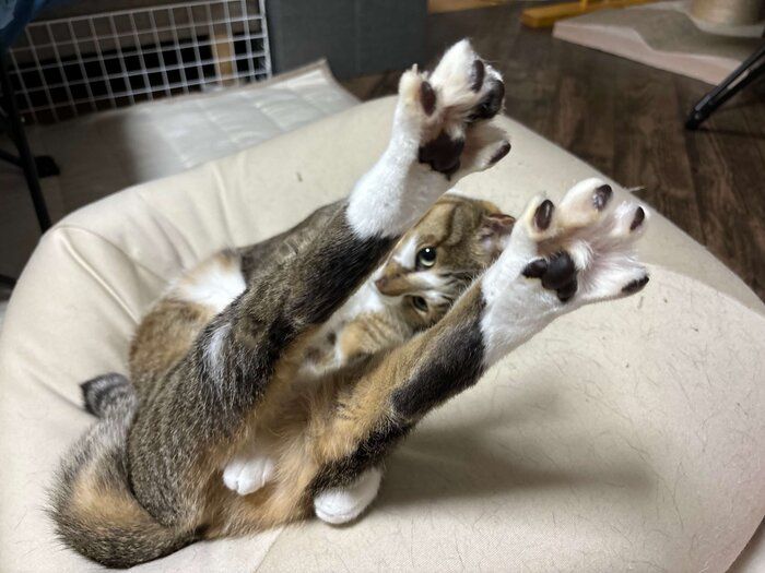 独特な伸びをするソーダくん