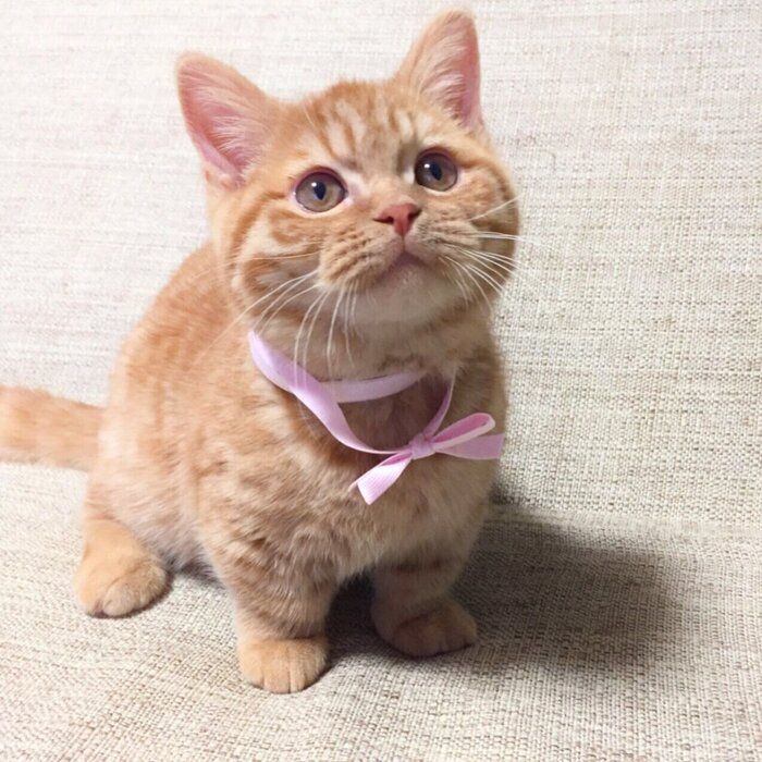 ぬいぐるみから抱き枕に！？ ミヌエット子猫の成長ビフォーアフターが