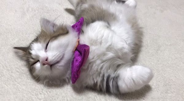 寝る子猫