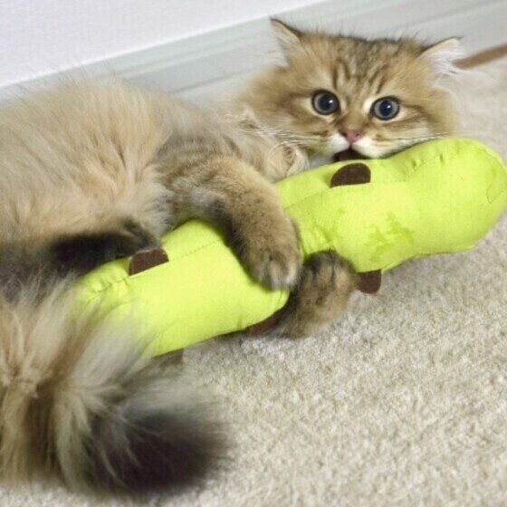 けりけりする猫(オス、ペルシャ)