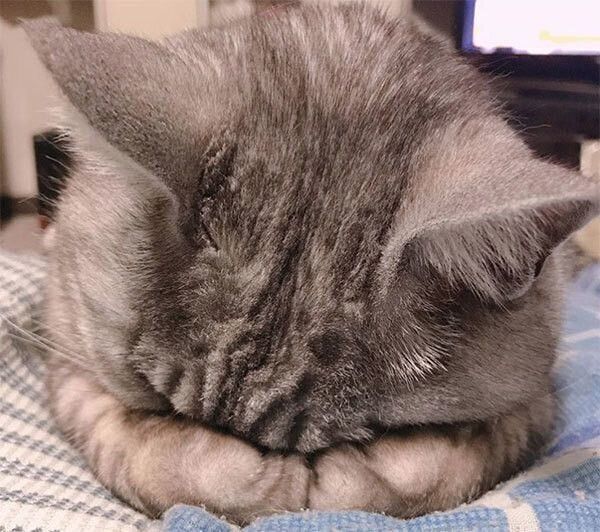 ごめん寝する猫