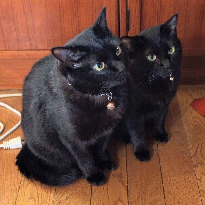 現在のはるなちゃん、ムサシくん。