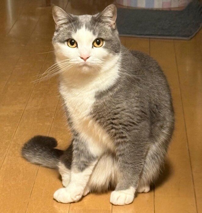 見つめる白スケくん