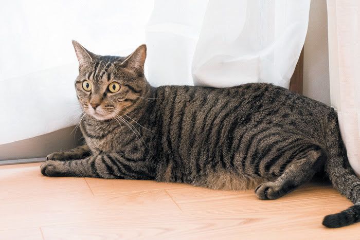 東さん宅の猫