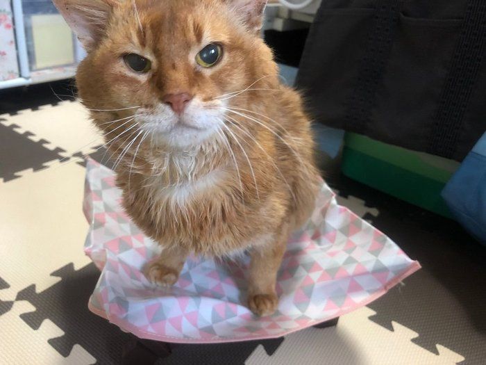 乗る猫さん