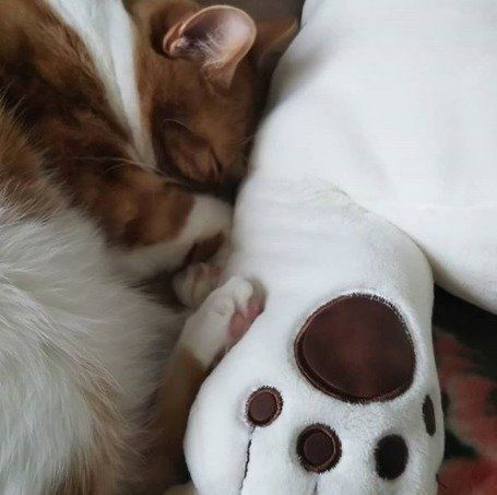 しろくまの抱き枕と猫