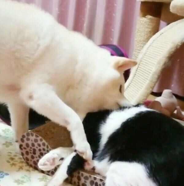 ゆずちゃんにちょっかいを出すかりんちゃん