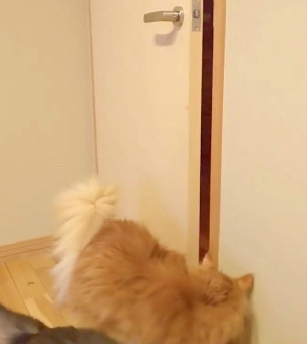 ドアを開けたココちゃん