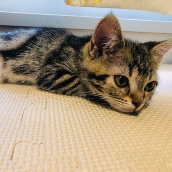 アメリカンショートヘアのおちびちゃん