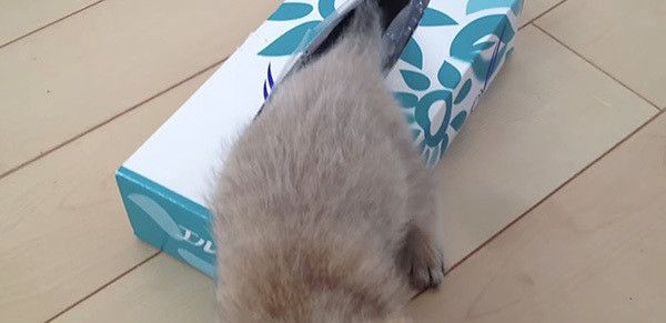 箱から出る猫