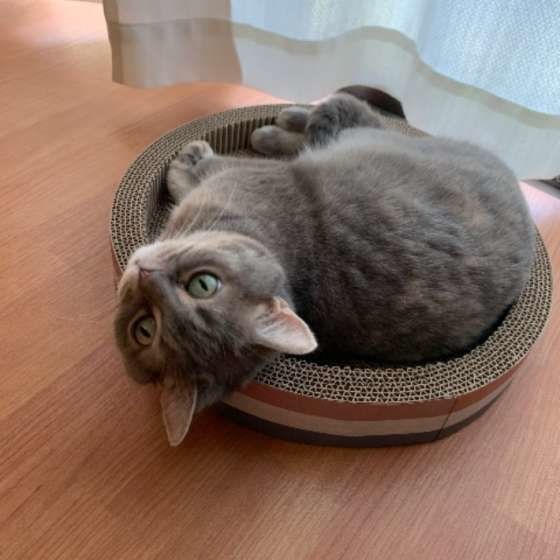 くつろぐスコティッシュフォールド