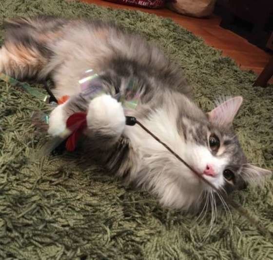 ノルウェージャン・フォレストキャットのなるちゃん、猫じゃらしをキャッチ!