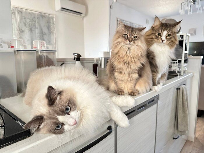 朝ゴハン待ちをする3匹