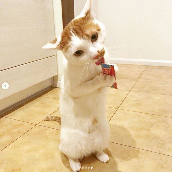 立ちながら「ちゅ〜る」を食べるタルトくん