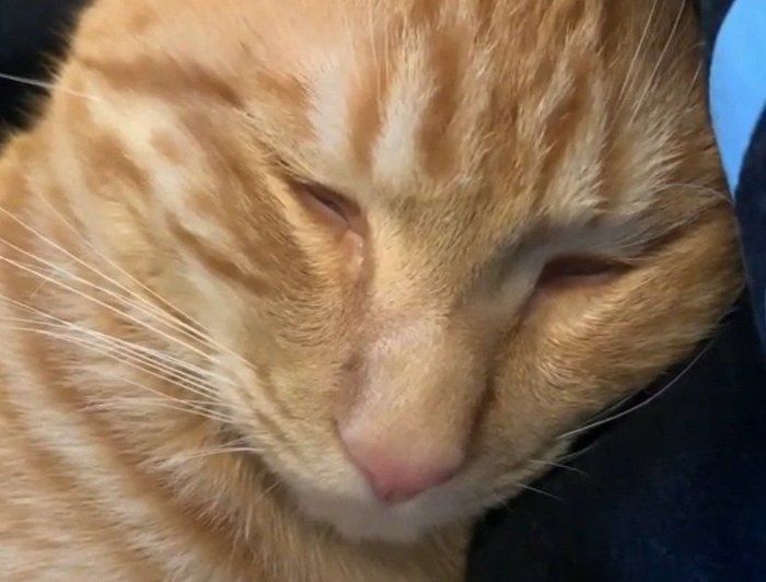 爆睡の猫