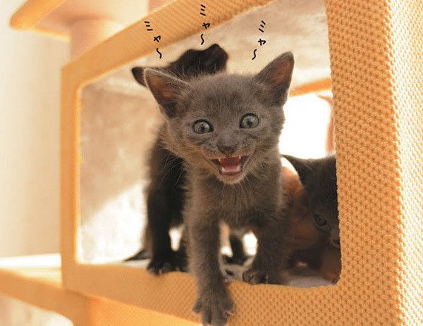 鳴く猫