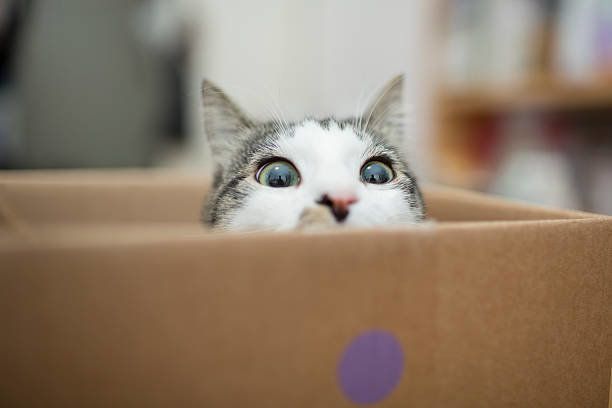 猫のボックス