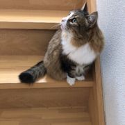 ノルウェージャンフォレストキャットの特徴と飼い方 可愛い画像いっぱい ねこのきもち 猫図鑑 ねこのきもちweb Magazine ノルウェージャンフォレストキャットの特徴と飼い方 可愛い画像いっぱい ねこのきもち 猫図鑑 ねこのきもちweb Magazine