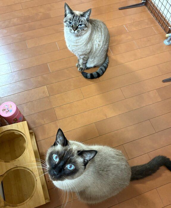 朝ゴハンを待つプリュイくんとアンジュちゃん