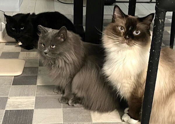 3ニャンズ集合