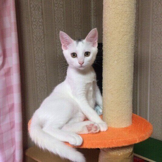 白猫・咲ちゃん・子猫のとき