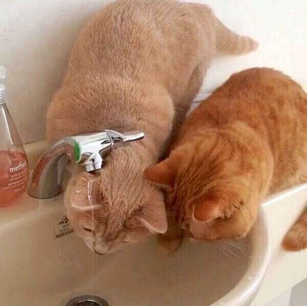 水道水が飲みたくても飲めないココちゃんとネネちゃん