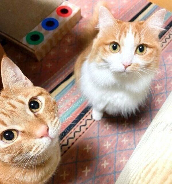 見つめるのぶおちゃん、欣二くん
