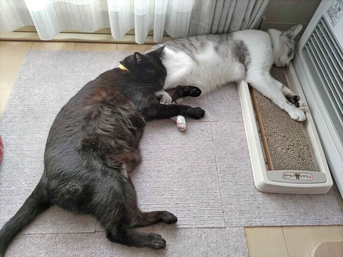 くっつく2匹