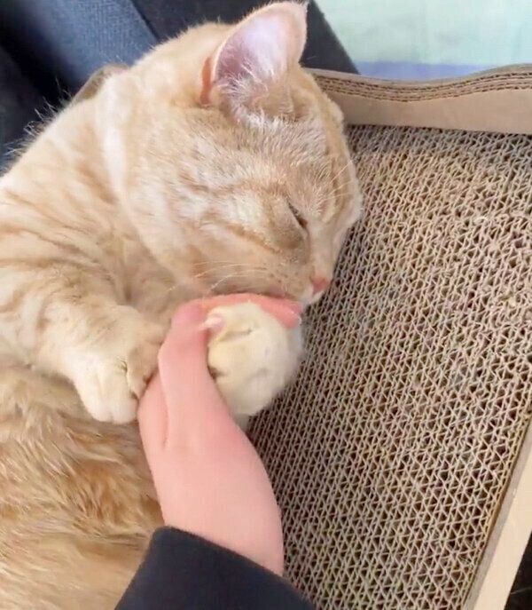 撫でるのをやめようとする飼い主さんを引き止めるむーくん