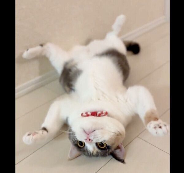 大の字”で眠る猫を撮影していたら→足の指を「グッパァ」 予想外