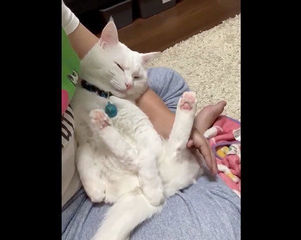 飼い主さんに抱っこされるハク様