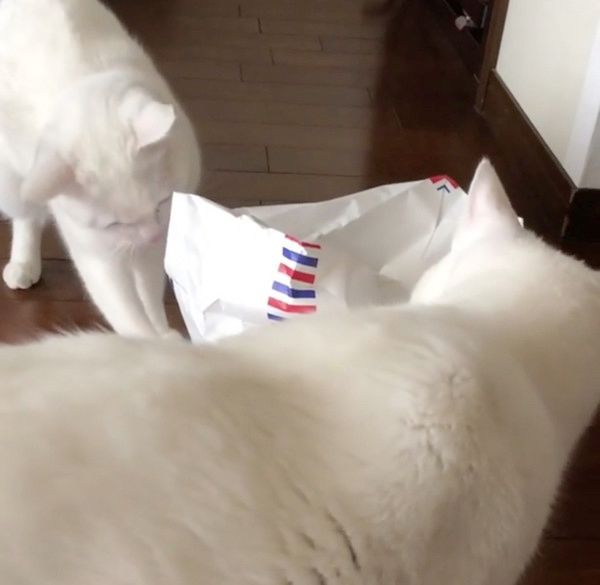 袋で遊ぶ猫