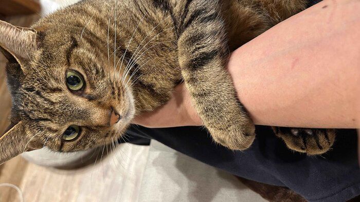 飼い主の腕にくっついている猫