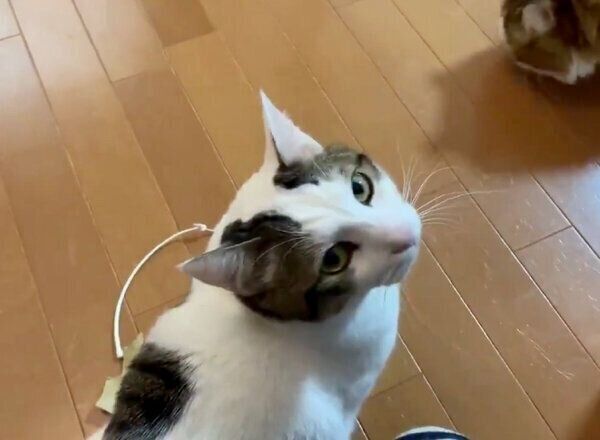 飼い主さんと遊びたくてアピールする豆大福ちゃん