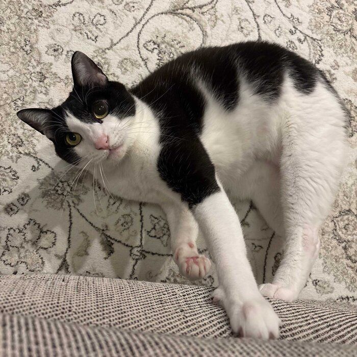 床から見上げる琥珀くん