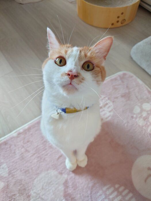 現在のツナマヨくんの様子　ビビりだけど甘えん坊で優しい性格なのだとか