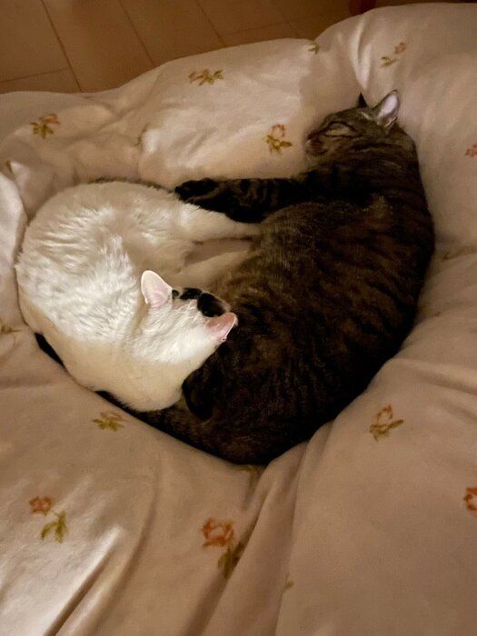 くっついて眠る2匹の猫