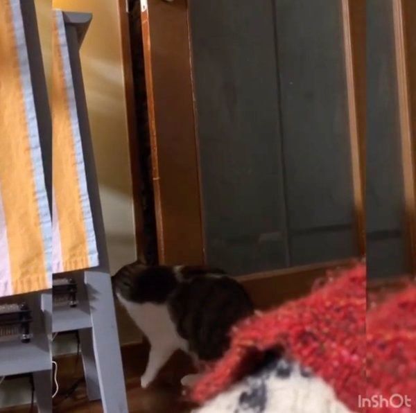 ドアを開けるすずくん