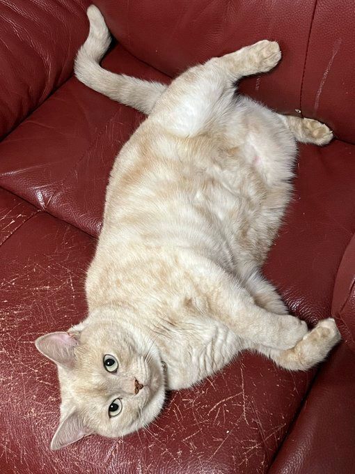 寝転んでいるアメリカンショートヘア