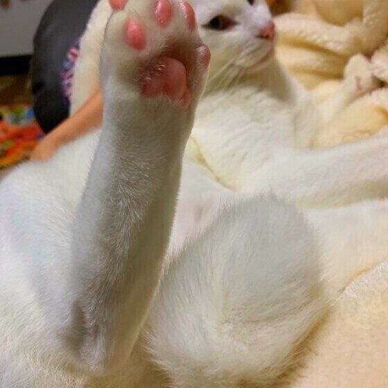 Mix レオくん