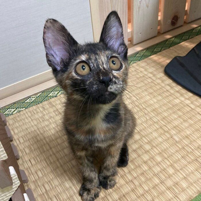 保護から1カ月以上が過ぎたころのフレアちゃん。