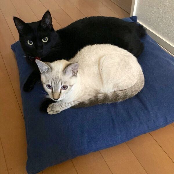 座布団の上でまったり中のミナちゃんとシロちゃん