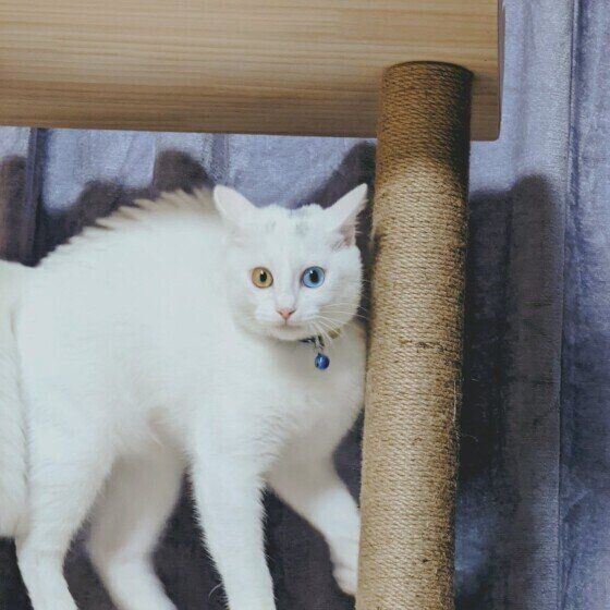 猫が背中を丸めて横歩きをする心理 やってはいけない対応は 獣医師解説 ねこのきもちweb Magazine